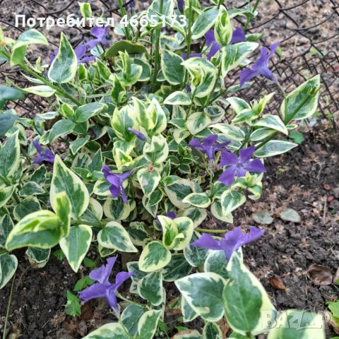 Пъстролистна Винка Минор , снимка 2 - Градински цветя и растения - 54268086