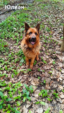 Елитна мъжка немска овчарка, снимка 4 - Немска овчарка - 52344385