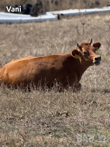 Джарсе-Жарсе- юници -датски Чостокръвни , снимка 10 - Крави - 54025814