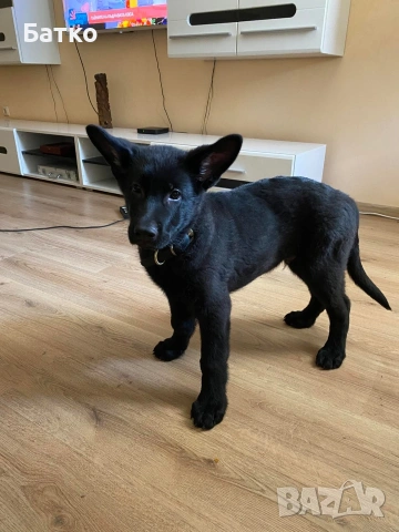 Източно Европейска овчарка, снимка 4 - Немска овчарка - 54163639