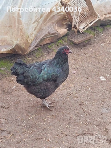 Кокошки Джърси гигант, снимка 3 - Кокошки и пуйки - 53300321