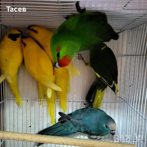 Какарики, снимка 1