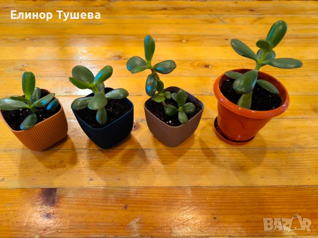 дърво на живота и гастерия , снимка 3 - Стайни растения - 53841000