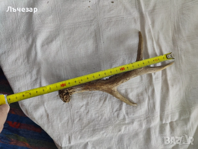 Малки еленски рога, снимка 4 - Други - 53406193