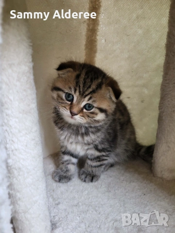 Британски, шотландски котета пухчета, снимка 6 - Британска късокосместа - 53852203