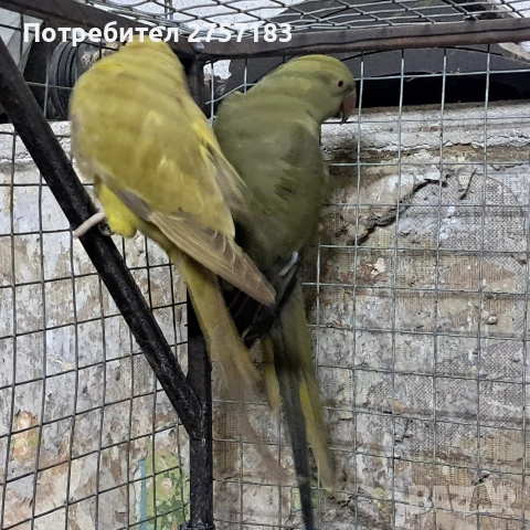 продавам малки александри