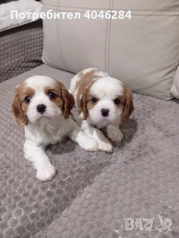 Кавалер Кинг Чарлз , снимка 6 - Други - 53623830