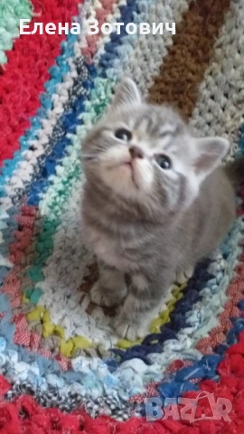 Шотландски котенца , снимка 8 - Други - 54288216