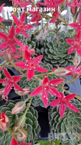 Ешеверия Испанска звезда, снимка 2 - Градински цветя и растения - 53650065