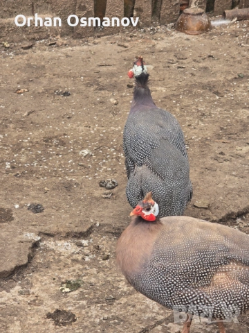 Токачки, снимка 4 - Кокошки и пуйки - 54142856