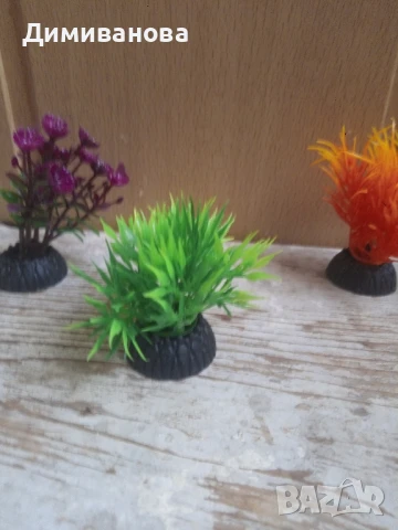 4 малки водорасли за аквариум, снимка 2 - Оборудване за аквариуми - 51410804