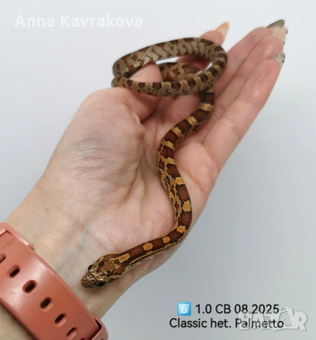 Царевични смоци /царевичен смок , снимка 15 - Змии - 54011711