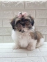 Ши Тцу Shih Tzu, снимка 2