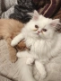 Породисти пухкави персийски котета, снимка 11