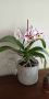 красива орхидея, снимка 2