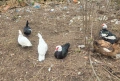 Неми патици , снимка 4