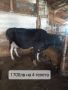 Продавам крави, снимка 2