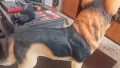 Градинска фигура на немска овчарка, снимка 6