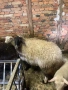 Три ялови овце , снимка 8