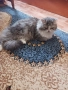 Продавам персийско женско коте, снимка 11