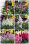 Градински студоустойчиви цветя и храсти, снимка 9