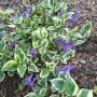 Пъстролистна Винка Минор , снимка 2