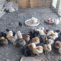 пилета , снимка 11 - Кокошки и пуйки - 45716078