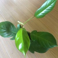 Philodendron Squamiferum , снимка 3 - Стайни растения - 45158870