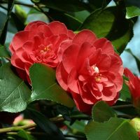 Camellia japonica 'Lady Campbell', снимка 3 - Градински цветя и растения - 45439710