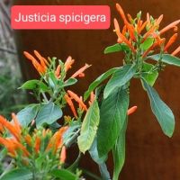 Justicia spicigera !
Мексикански орлови нокти., снимка 2 - Стайни растения - 45301263