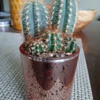 стъклена саксия с кактуси от португалия, снимка 4 - Стайни растения - 45382391