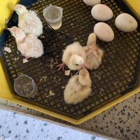 Яйца от пуйки, снимка 2 - Кокошки и пуйки - 45324419