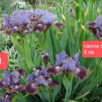 11 мини ириси за градината , снимка 7 - Градински цветя и растения - 45344601