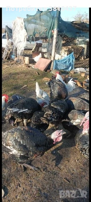 продавам пуйки и пуяци , снимка 1