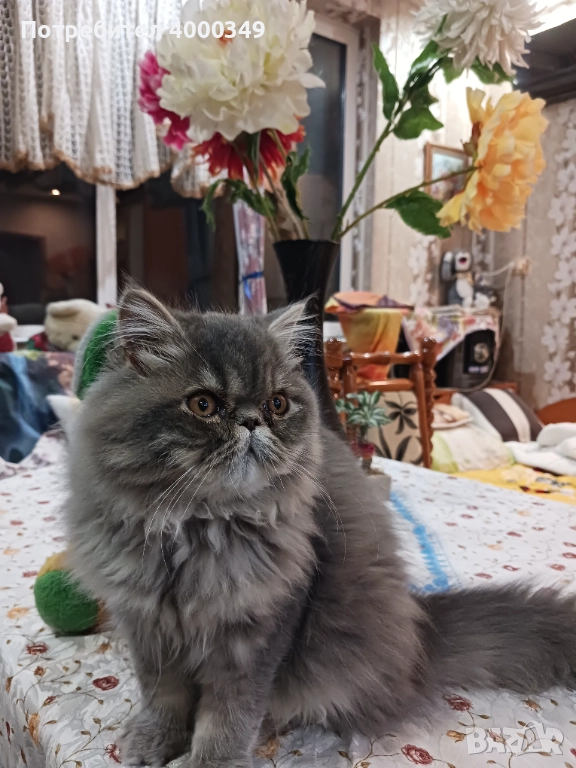 Продавам персийско женско коте, снимка 1