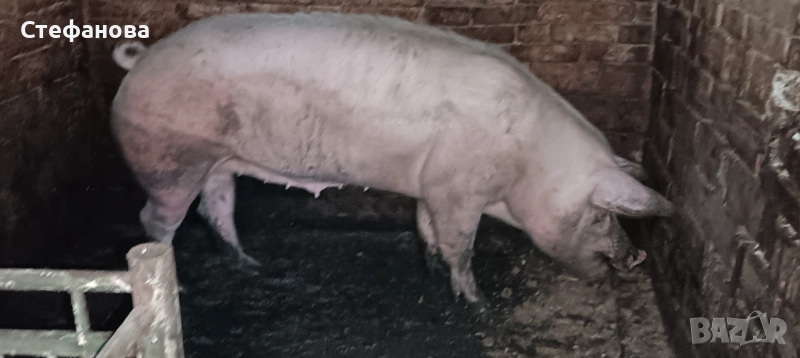 Продавам свиня, снимка 1