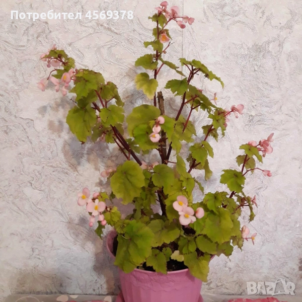 Бегония, снимка 1