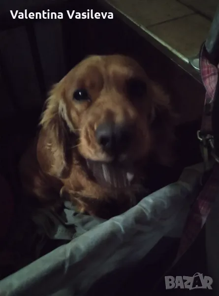 Английски кокер шпаньол, снимка 1