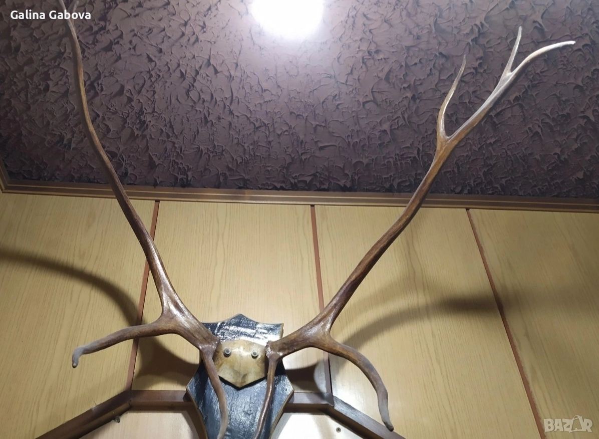 Еленови рога , снимка 1