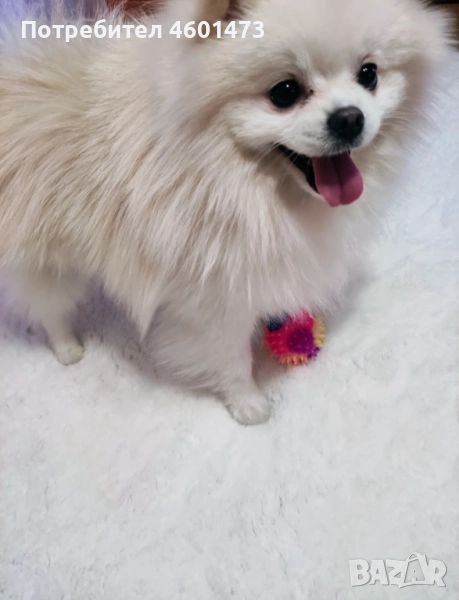 Търся женски померан за разплод!, снимка 1