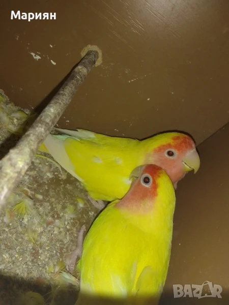 Двойка неразделки, снимка 1