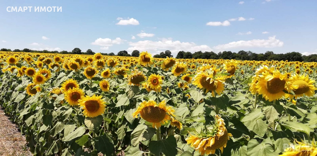 Продава земеделска земя - 10.3 дка - с. ЕНИЦА, общ. Кнежа, снимка 1
