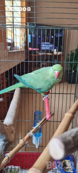 Папагал Малък Александър , снимка 1