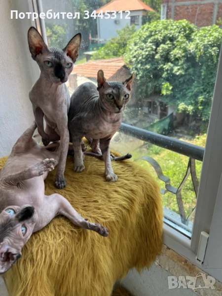 Канадски сфинкс елф , снимка 1