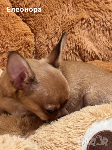 Уникално Мъжко Шоколадово Чихуахуа , снимка 3 - Чихуахуа - 53637785