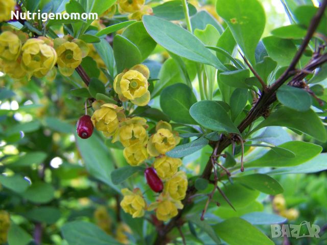 Berberis vulgaris, кисел трън, растения , снимка 3 - Градински цветя и растения - 45195204