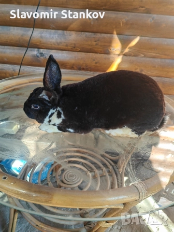 продавам зайци Цика Сребърни и Рексови , снимка 6 - Други - 50803206