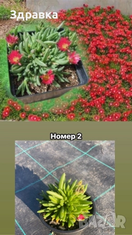 Делосперма 7 цвята , снимка 2 - Градински цветя и растения - 50675838