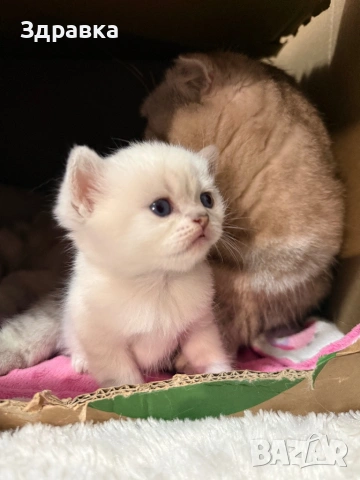 Колор пойнт коте , снимка 2 - Британска късокосместа - 43550866