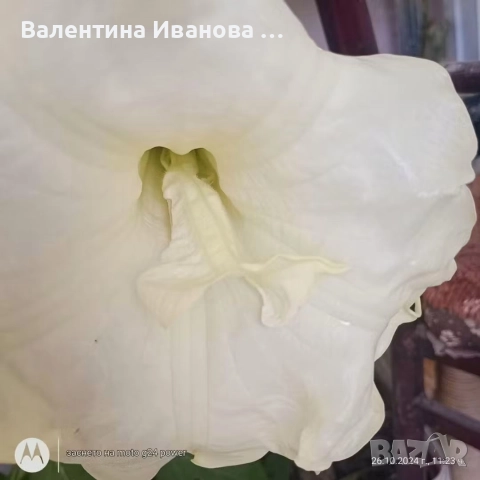 комплект 3 бр ангелски тромпет , снимка 2 - Стайни растения - 52983131